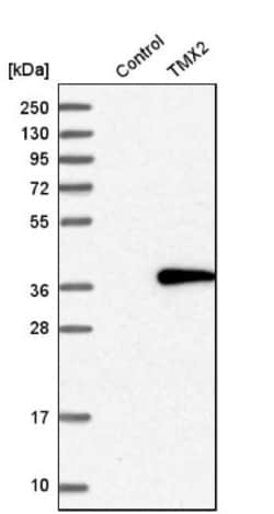 TMX2 Antibody, Novus Biologicals:Antibodies:Primary Antibodies